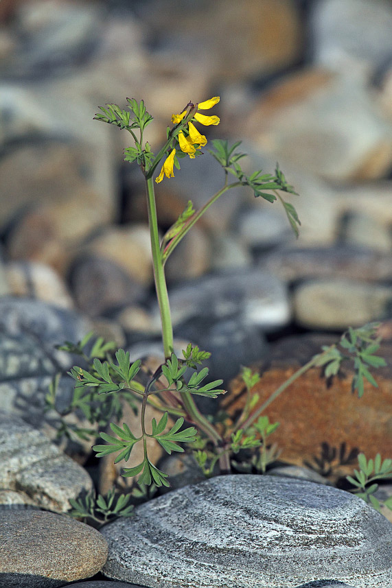 Image of Corydalis impatiens specimen.