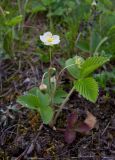 Fragaria viridis