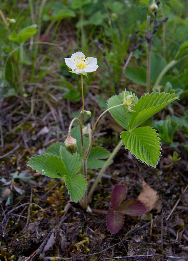 Изображение особи Fragaria viridis.