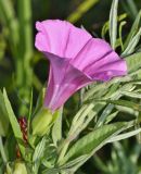 Calystegia dahurica