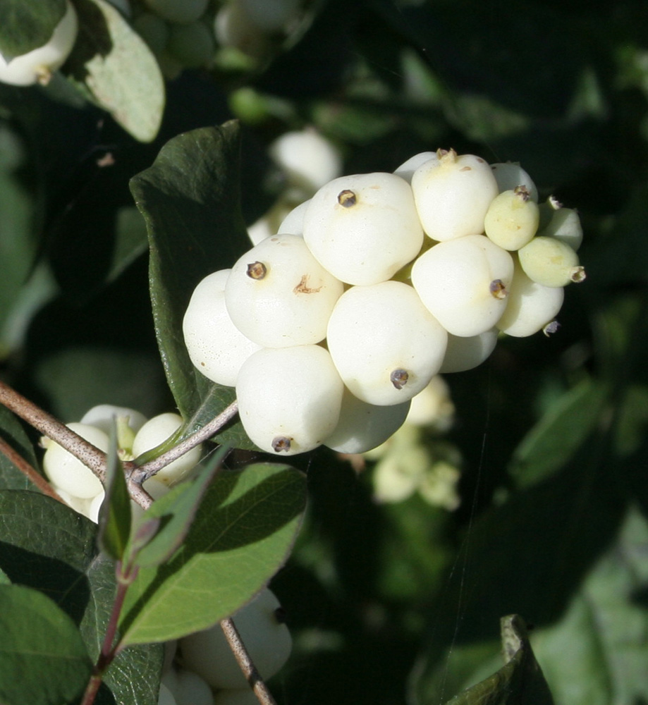 Image of Symphoricarpos albus var. laevigatus specimen.