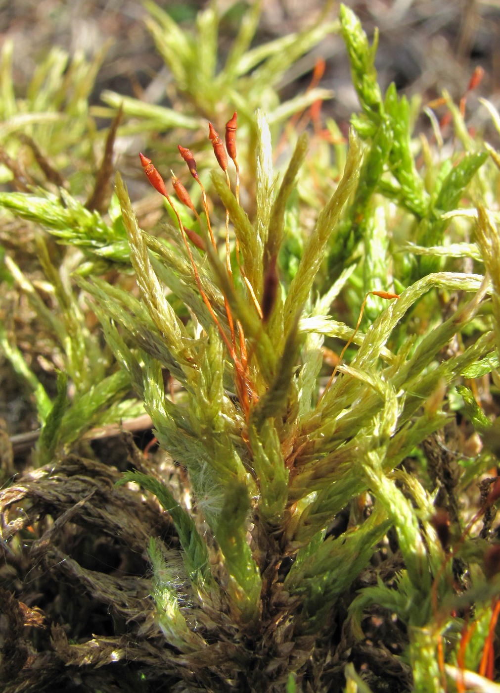 Image of Climacium dendroides specimen.