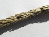 Phleum montanum