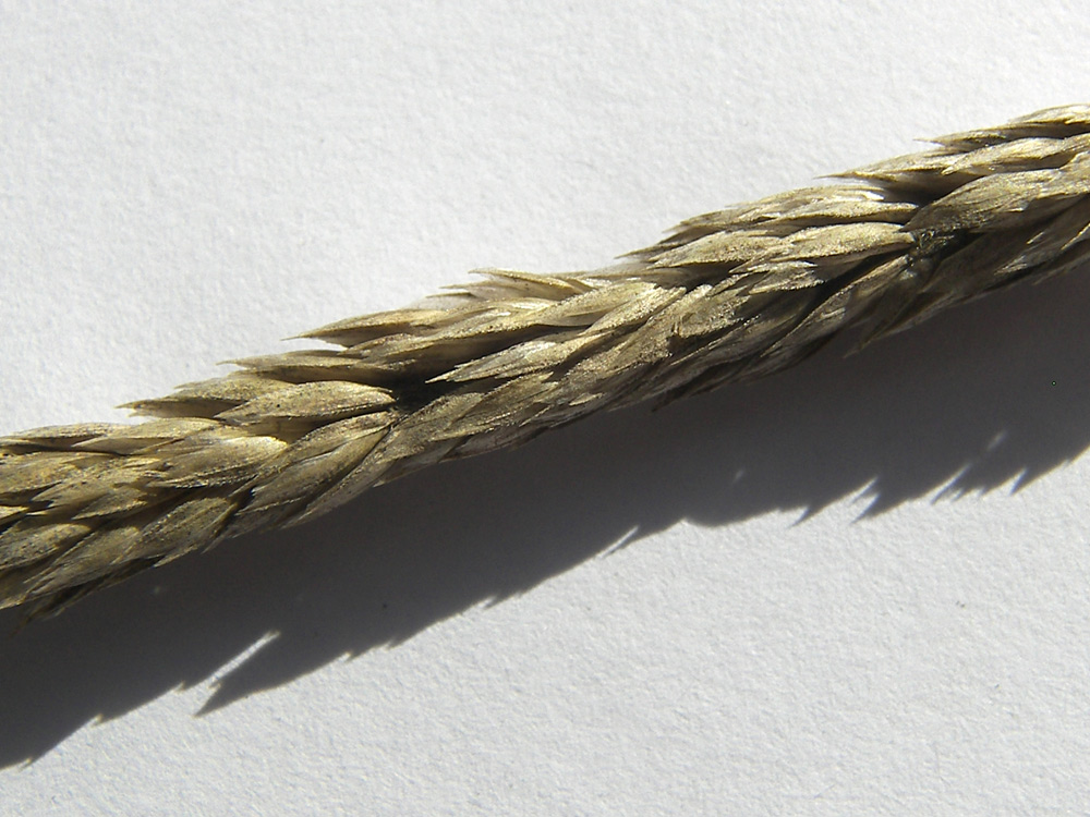 Image of Phleum montanum specimen.