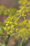 Ferula tenuisecta