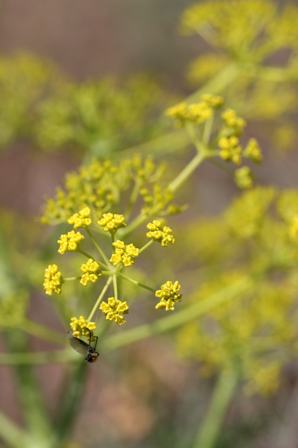 Изображение особи Ferula tenuisecta.