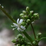 Silene polaris. Часть соцветия. Архангельская обл., Пинежский р-н, окр. дер. Шуломень, береговой обрыв р. Пинега. 20.06.2015.