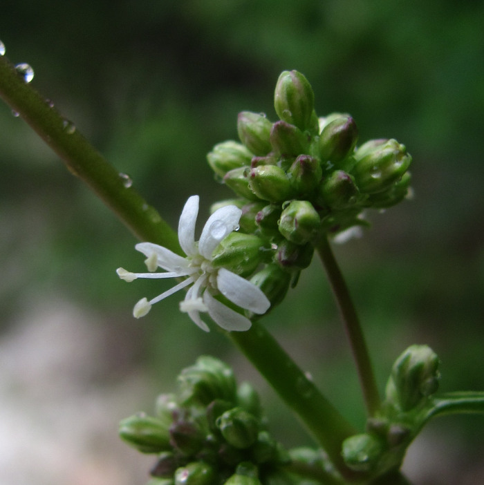 Изображение особи Silene polaris.