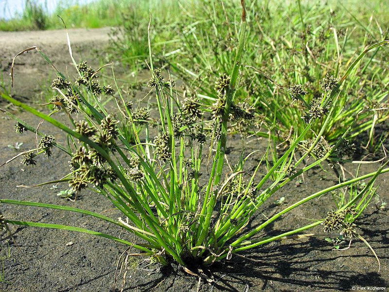 Изображение особи Cyperus fuscus.