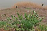 Alopecurus vaginatus. Зацветающее растение. Западный Крым, южный берег оз. Кызыл-Яр. 6 марта 2016 г.