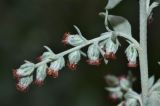 Artemisia argyi