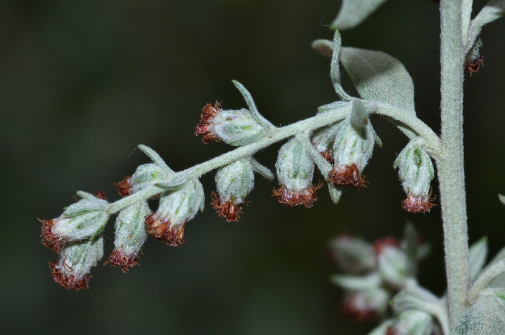 Image of Artemisia argyi specimen.