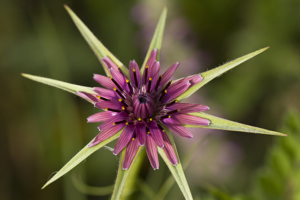 Image of Tragopogon australis specimen.