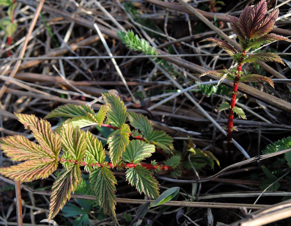 Image of Filipendula ulmaria specimen.
