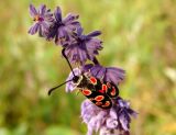 Salvia verticillata. Верхушка цветущего растения с бабочкой-пестрянкой (Zygaena carniolica). Краснодарский край, г. Новороссийск, с. Федотовка, склон горы Колдун. 31.05.2014.