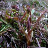 Pulmonaria mollis. Молодые побеги. Свердловская обл., окр. г. Североуральск, травяно-моховой сосняк. 14.05.2007.