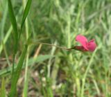 Lathyrus nissolia. Цветок. Крым, Карадагский заповедник, хр. Бешташ, степной склон. 15 мая 2015 г.