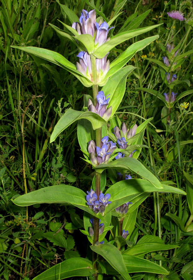 Image of Gentiana cruciata specimen.