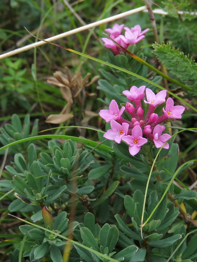 Image of Daphne cneorum specimen.