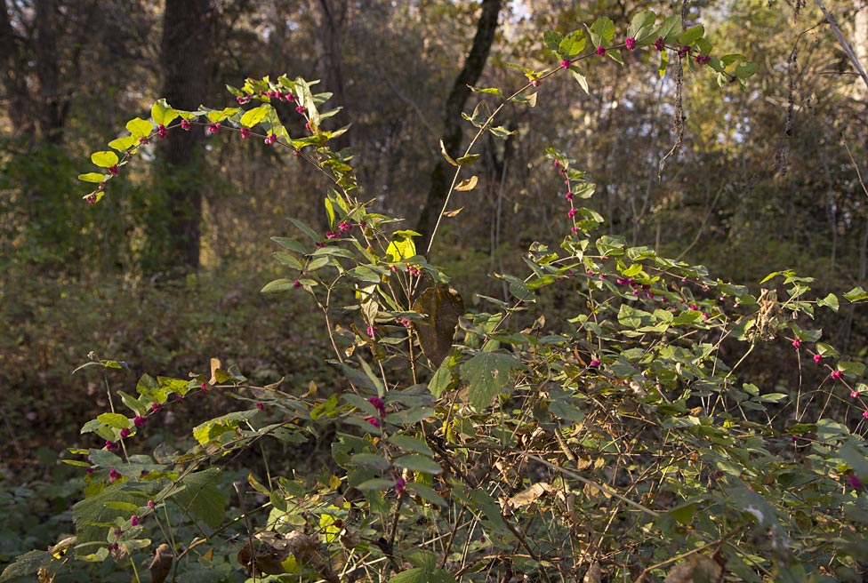 Image of genus Symphoricarpos specimen.