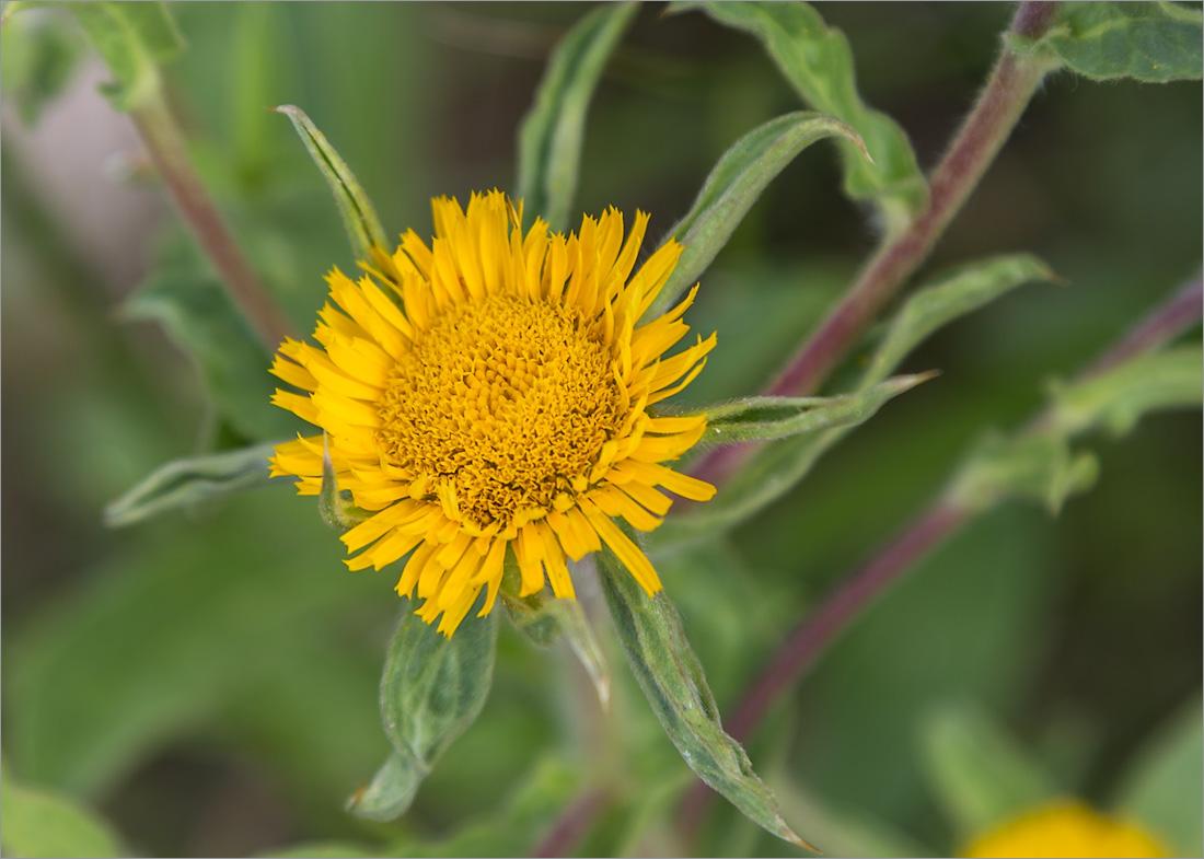 Изображение особи Pallenis spinosa.