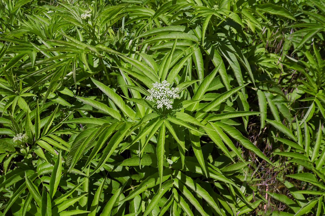 Изображение особи Sambucus ebulus.