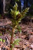 Adonis apennina