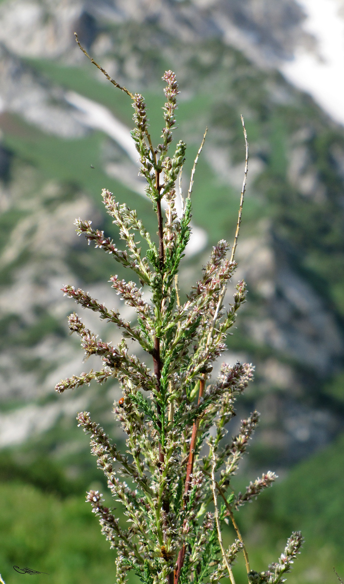 Image of Myricaria squamosa specimen.