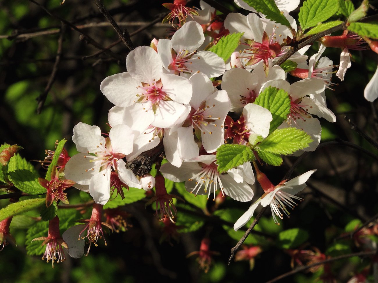 Изображение особи Cerasus tomentosa.