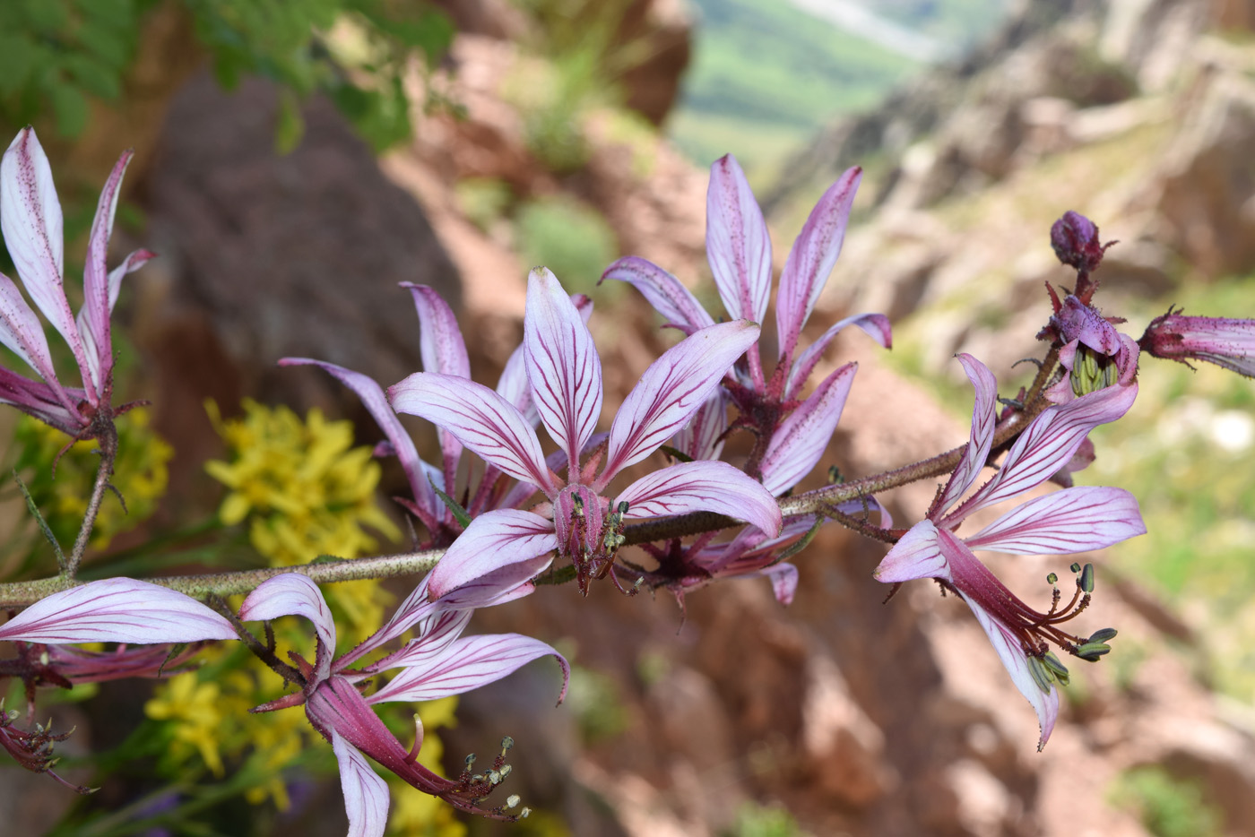 Image of Dictamnus angustifolius specimen.