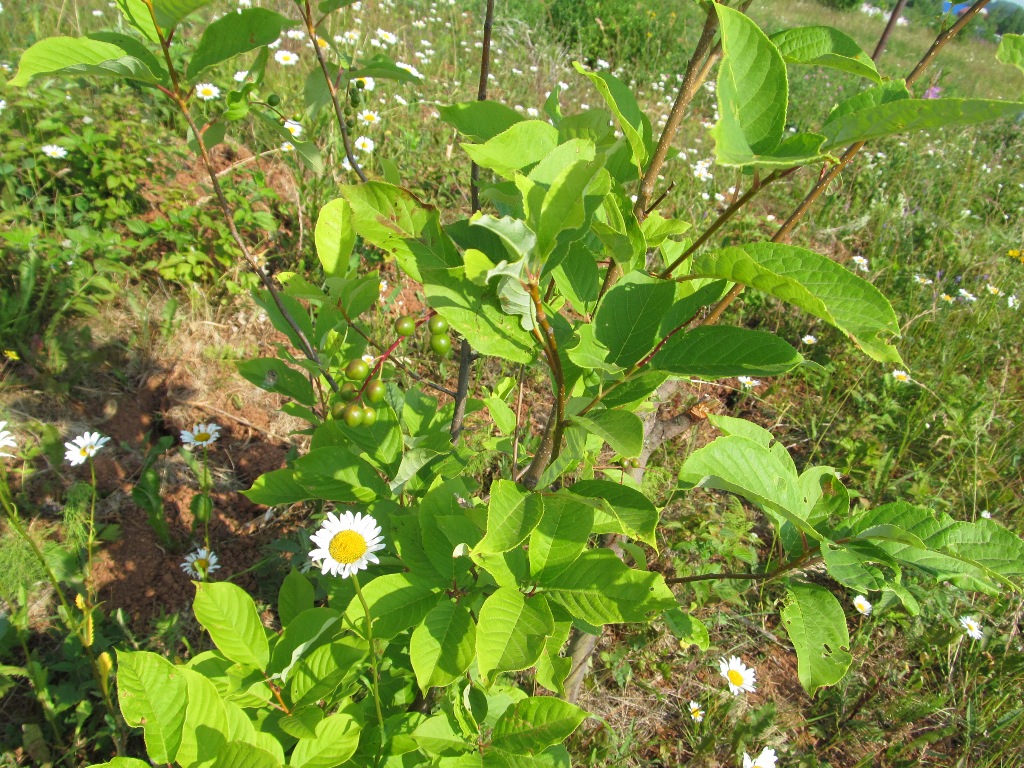 Image of genus Padus specimen.