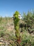 Euphrasia karataviensis. Верхушка цветущего растения. Южный Казахстан, Таласский Алатау, окр. запов. Аксу-Жабаглы, горы Таскора, ур. Байтана, выс. 1550 м н.у.м. 8 июля 2016 г.