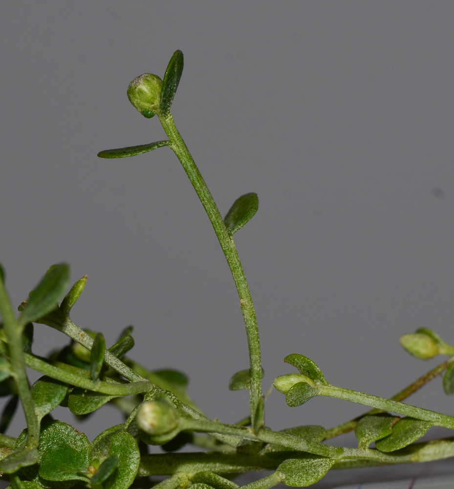 Изображение особи Baccharis pilularis.