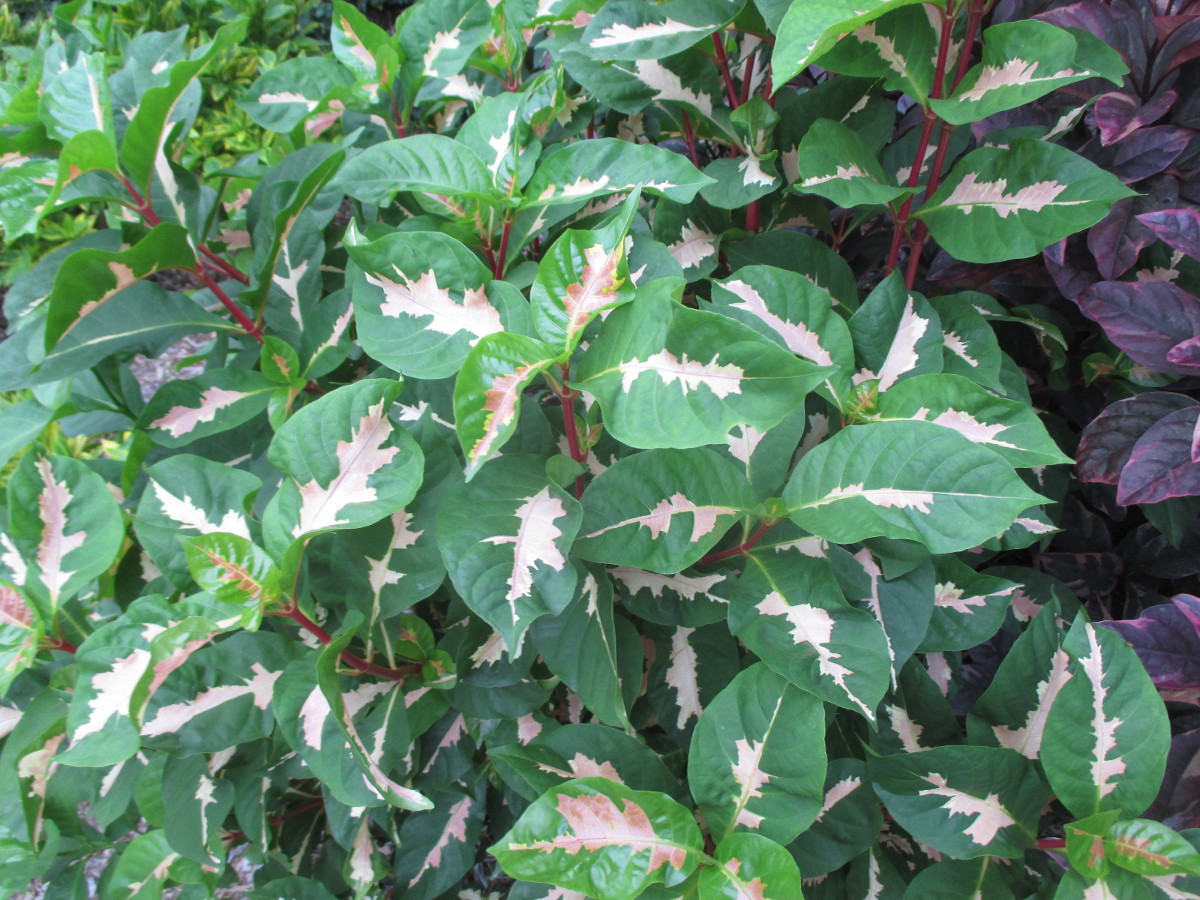 Изображение особи Graptophyllum pictum.