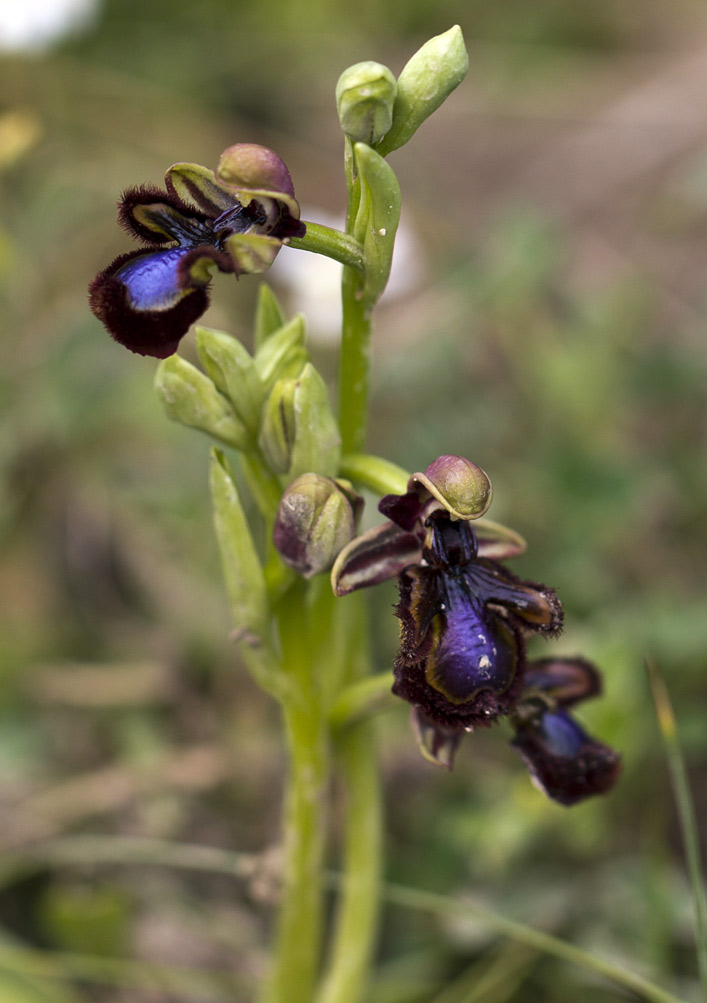 Изображение особи Ophrys speculum.