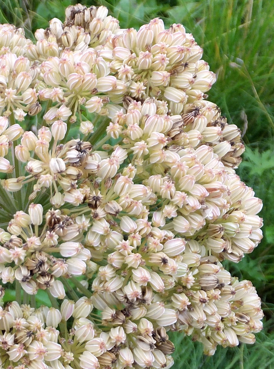 Image of Archangelica officinalis specimen.