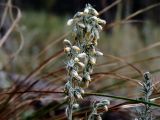 Artemisia austriaca