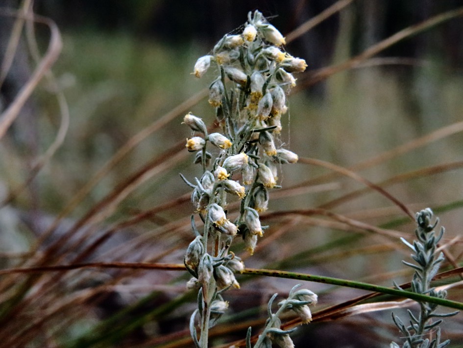 Image of Artemisia austriaca specimen.