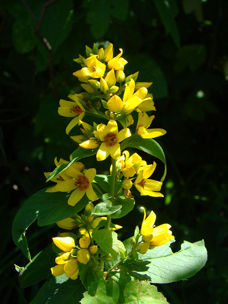Изображение особи Lysimachia vulgaris.