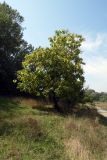 Catalpa bignonioides