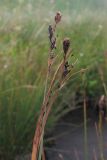 Carex transcaucasica. Верхушка плодоносящего растения. Адыгея, Кавказский биосферный заповедник, Фишт-Оштенский массив, высокогорное плато на юго-восточном склоне горы, выс. ≈ 2200 м н.у.м., влажный луг. 13.08.2016.