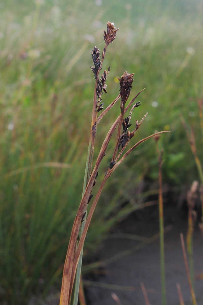 Image of Carex transcaucasica specimen.