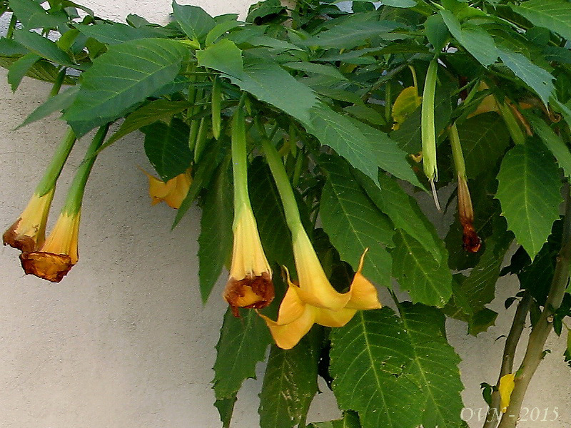 Image of Brugmansia aurea specimen.