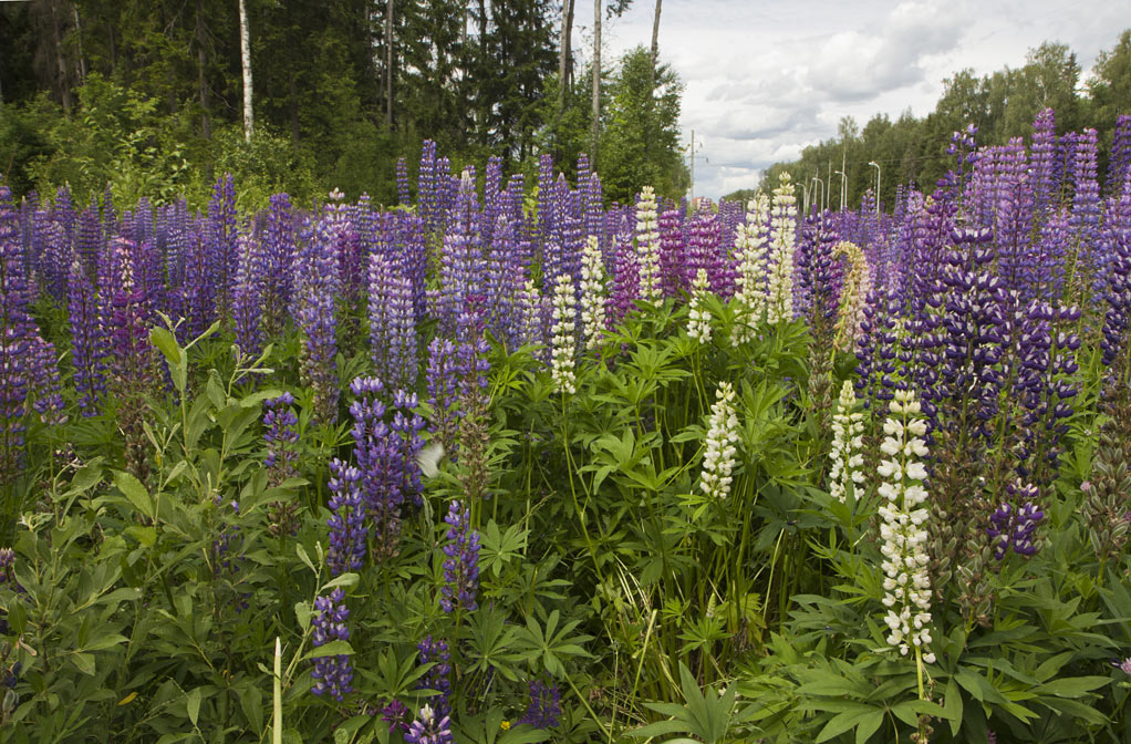 Изображение особи Lupinus &times; regalis.