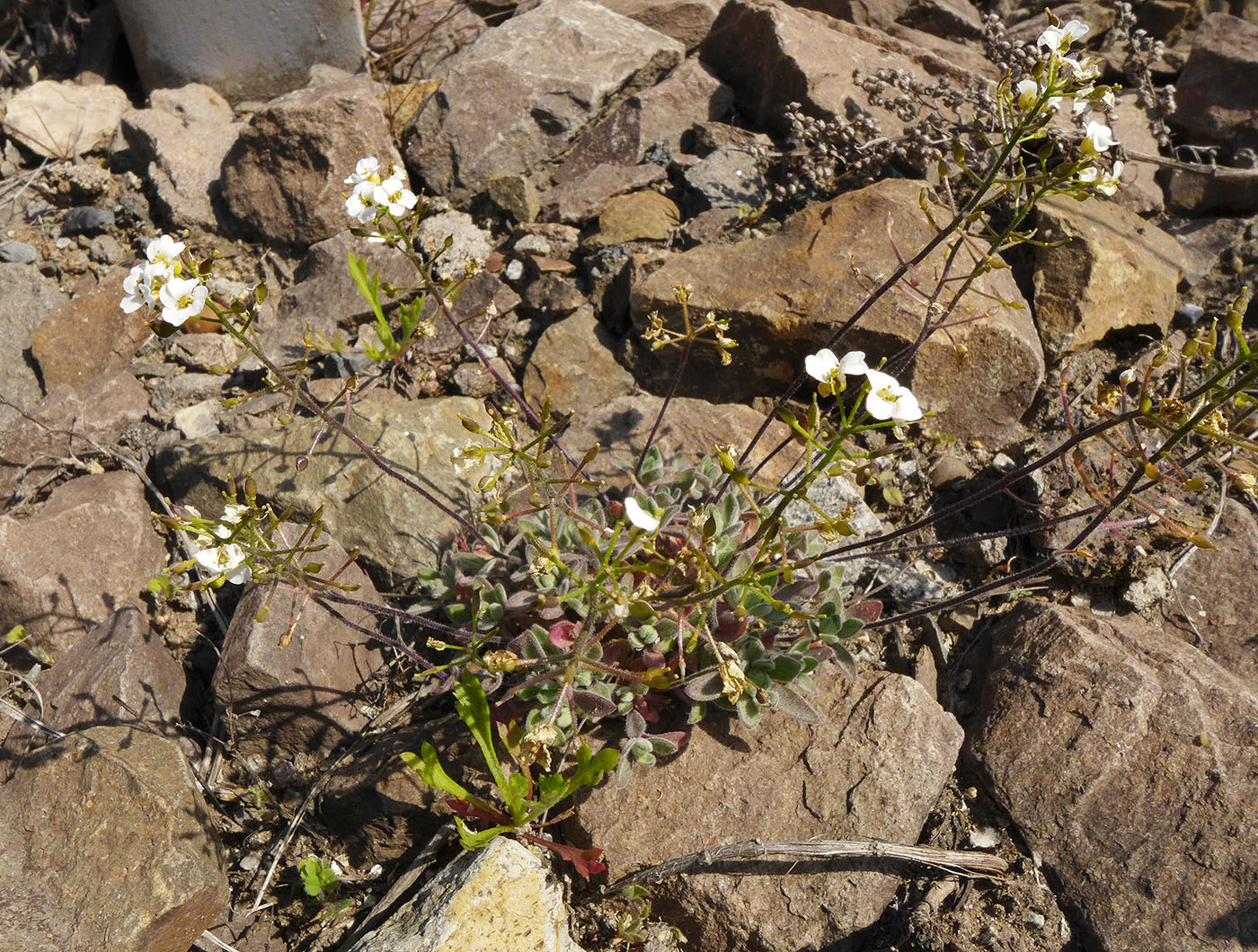 Изображение особи Draba ussuriensis.