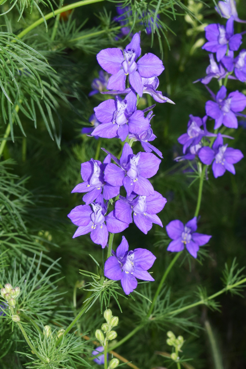 Изображение особи Delphinium ajacis.