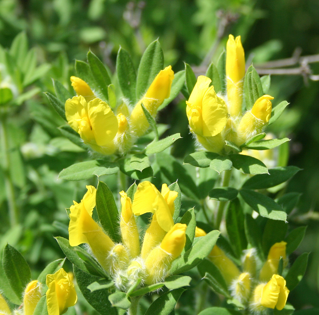 Image of genus Chamaecytisus specimen.