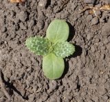Silybum marianum. Молодое растение. Восточный Казахстан, Уланский р-н, с. Украинка, дачный участок. 09.06.2016.