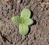 Silybum marianum