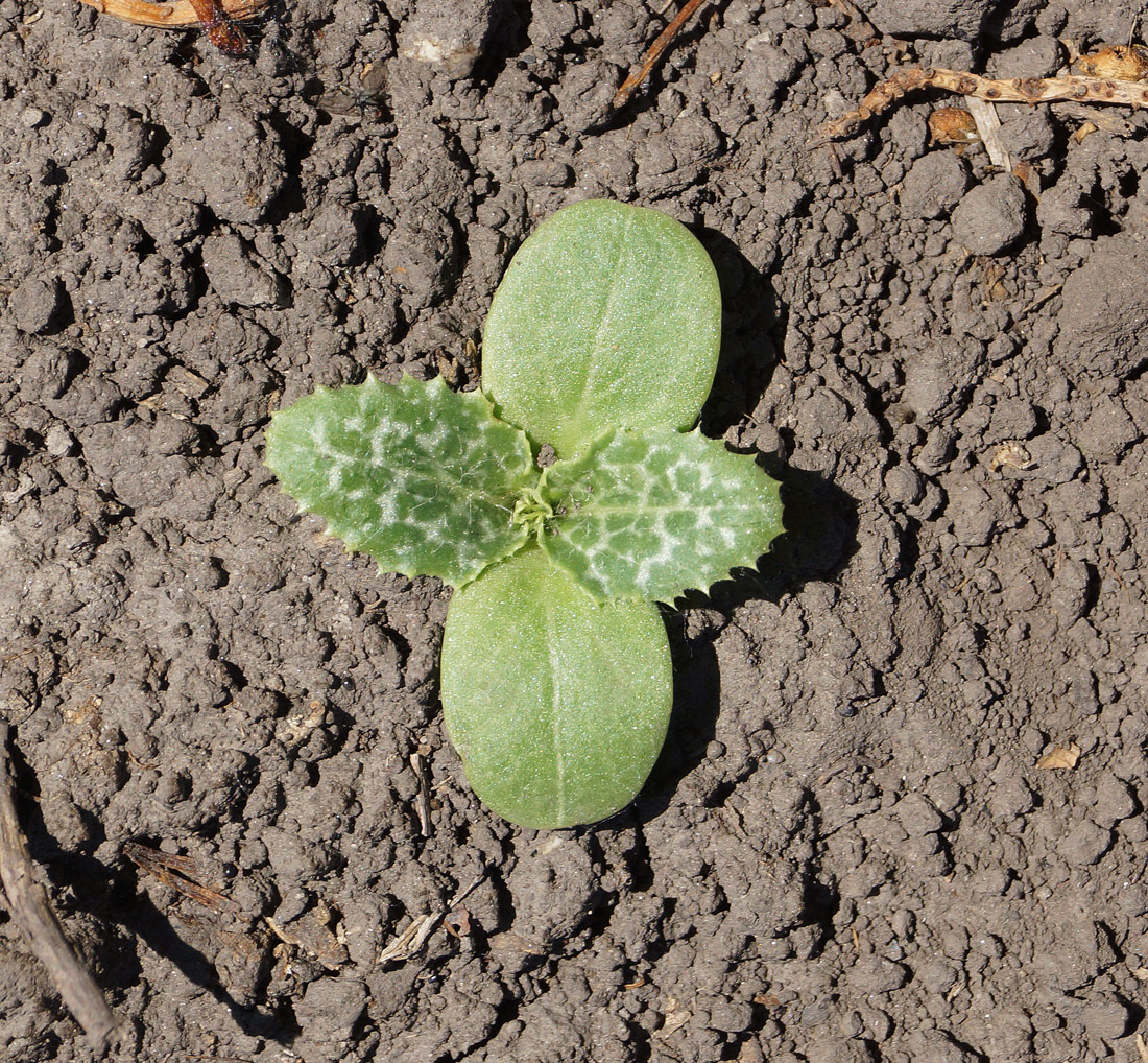 Image of Silybum marianum specimen.